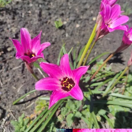 酒店 Ss Kekezi Gjirokastër